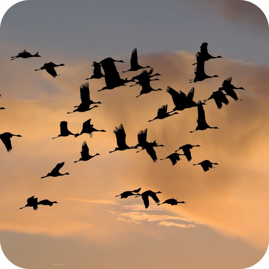 Community Management