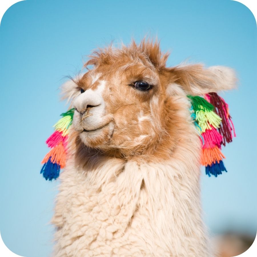 cat2lion-business-coaching